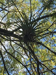 Tillandsia utriculata
