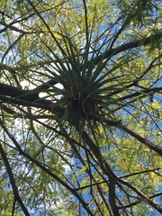 Tillandsia utriculata
