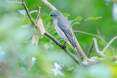 Pericrocotus cantonensis