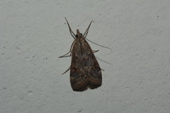 Loxostege allectalis