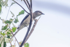 Pericrocotus cantonensis