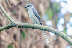 Pericrocotus cantonensis