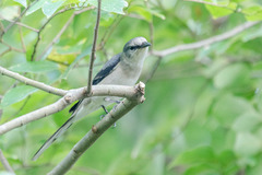 Pericrocotus cantonensis