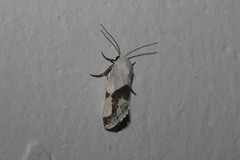 Ponometia dorneri