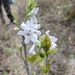 Xolocotzia asperifolia - Photo (c) Olvin Wilfredo Oyuela, some rights reserved (CC BY-NC), uploaded by Olvin Wilfredo Oyuela