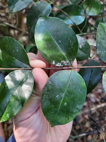 Mouriri domingensis