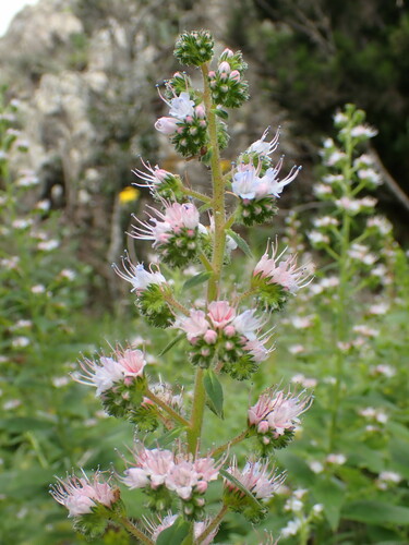 Echium strictum image