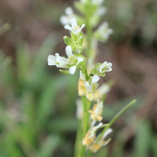 Borodinia missouriensis (Greene) P.J.Alexander & Windham