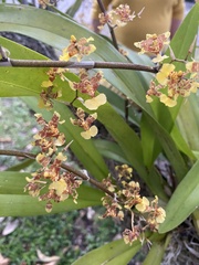 Oncidium bracteatum image