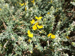 Genista canariensis image