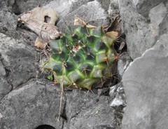 Mammillaria melanocentra melanocentra
