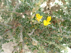 Genista canariensis image