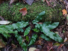 Asplenium scolopendrium americanum