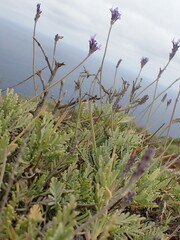 Lavandula buchii image