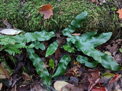 Asplenium scolopendrium americanum