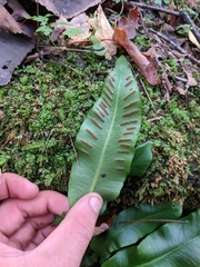Asplenium scolopendrium americanum