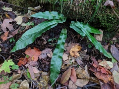 Asplenium scolopendrium americanum