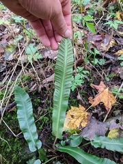 Asplenium scolopendrium americanum