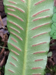 Asplenium scolopendrium americanum