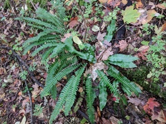 Asplenium scolopendrium americanum