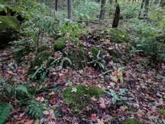 Asplenium scolopendrium americanum