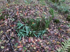 Asplenium scolopendrium americanum