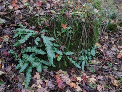 Asplenium scolopendrium americanum