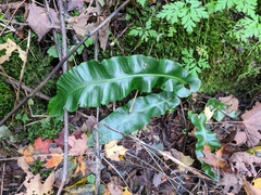 Asplenium scolopendrium americanum