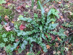 Asplenium scolopendrium americanum