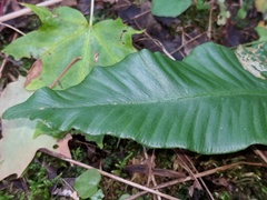 Asplenium scolopendrium americanum