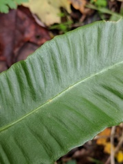 Asplenium scolopendrium americanum