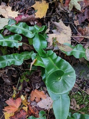 Asplenium scolopendrium americanum
