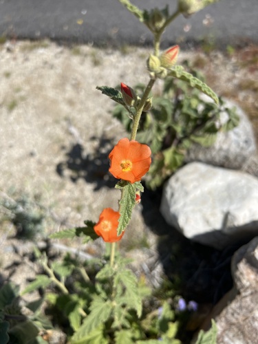 iNaturalist observation photo of apricot globemallow