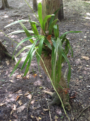 Encyclia