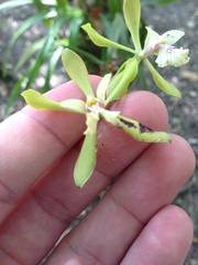 Encyclia