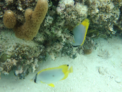 Chaetodon ocellatus