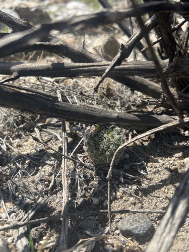 iNaturalist observation photo of Peninsular fishhook cactus