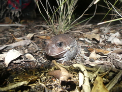 Eastern Owl Frog photo 5