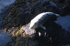 Phoca vitulina