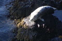 Phoca vitulina
