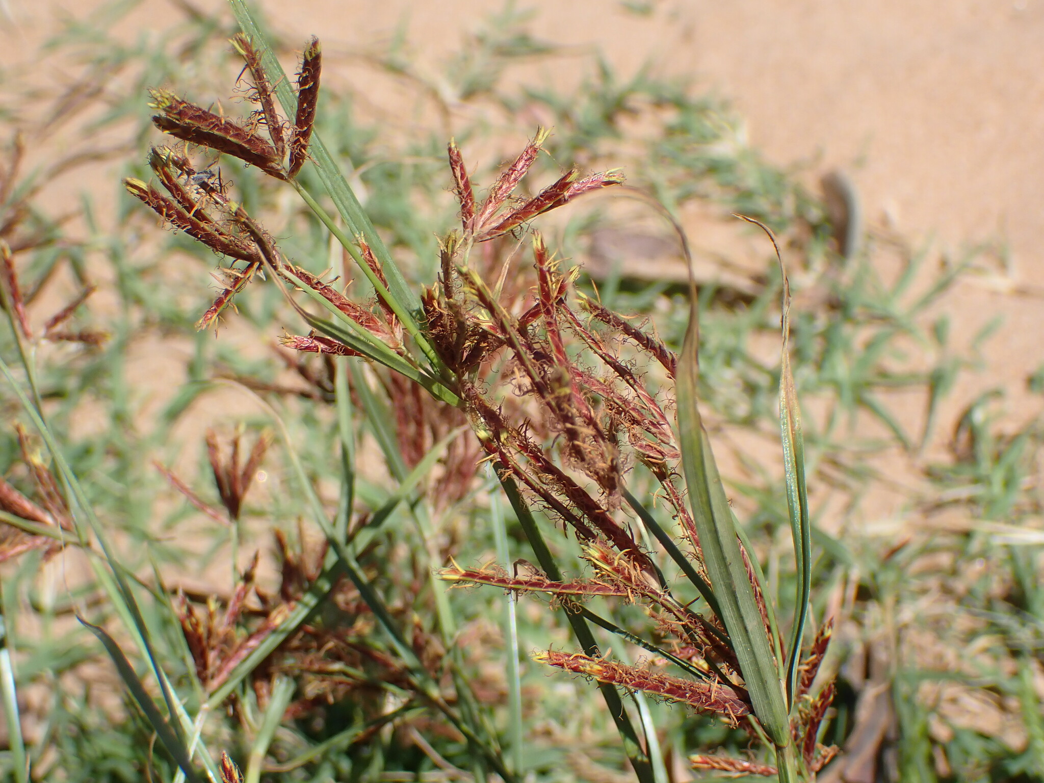 Cyperus rotundus L.