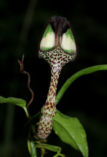 Ceropegia nilotica image