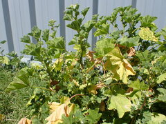 Malva parviflora image