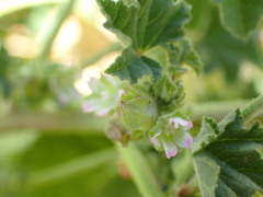 Malva parviflora image