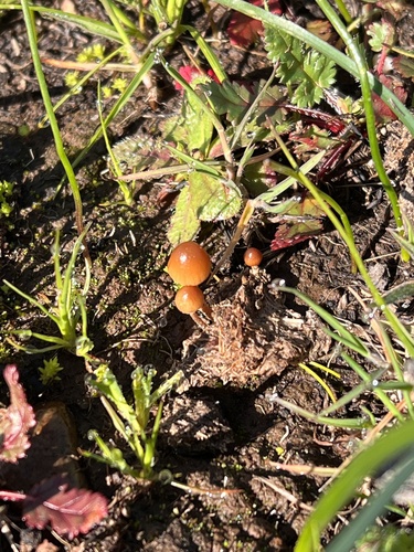 iNaturalist observation photo of dung-loving Deconica