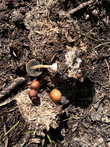 iNaturalist observation photo of dung-loving Deconica