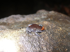 Pseudophryne australis