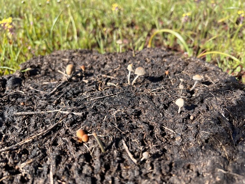 iNaturalist observation photo of Common Gilled Mushrooms and Allies