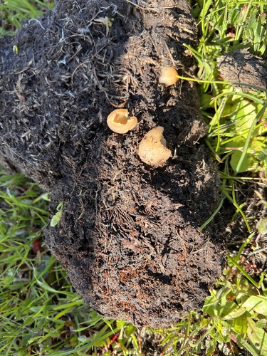 iNaturalist observation photo of Pezizas, Desert Truffles, and Allies