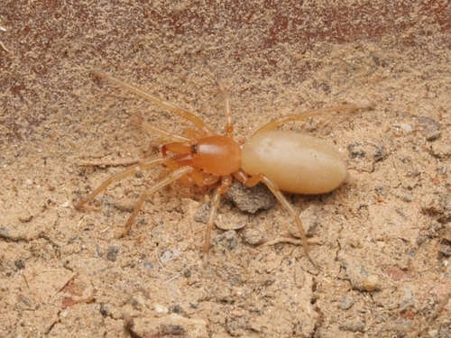 Dysdera lancerotensis